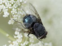 Blaue Schmeißfliege